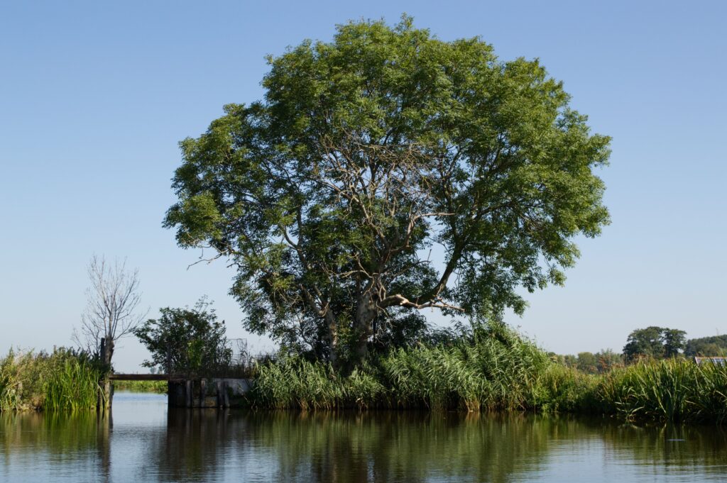 pexels klaas hoogesteijn 97168744 9493683